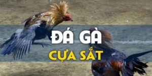 đá gà cựa sắt trên 12bet